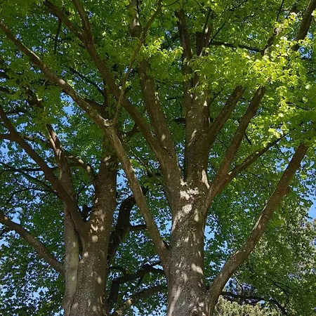 Pensjonat Schoen - Gluecksand Sandwig